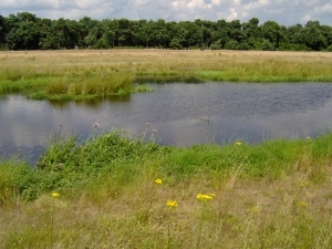 De Snelle Loop