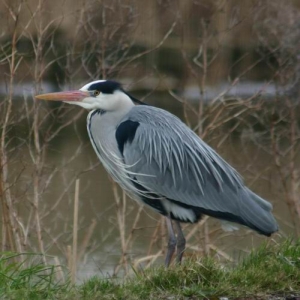 Een reiger met schoudertekening