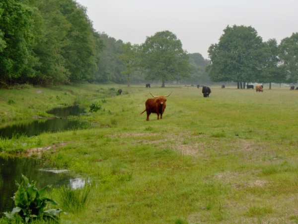 Schotse Hooglanders