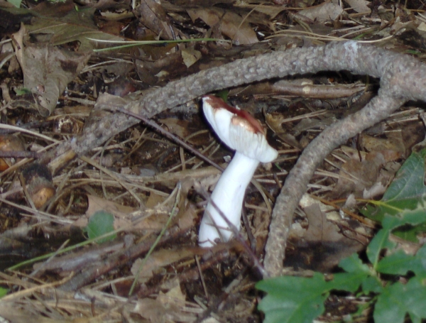 Paddo in het bos