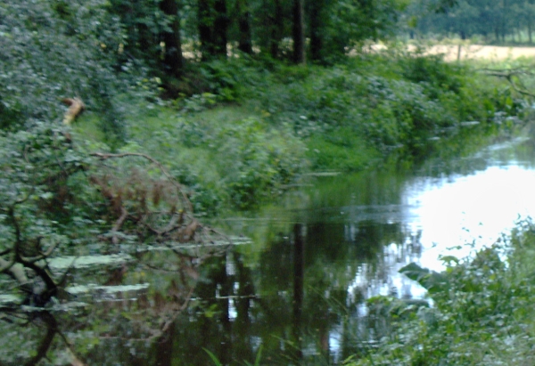 Te laat, het water kringelt nog, maar de ijsvogel is gevlogen