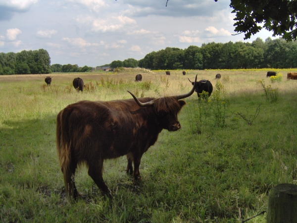 Schotse Hooglander in Mortelse Peel