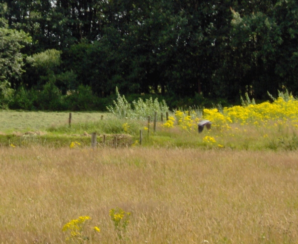 Lucky shot: een reiger in volle vlucht