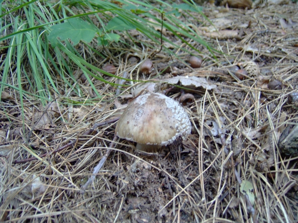 En nog meer paddestoelen