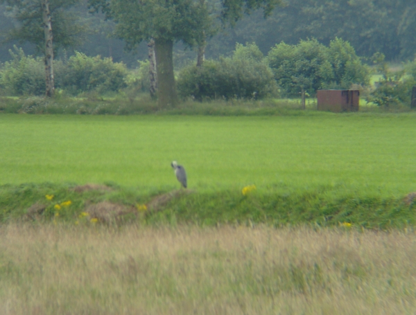 De reiger staat op wacht