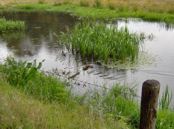 Onverwacht in Duckstad terecht gekomen