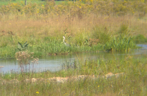 Reiger langs de Loop