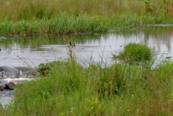 Waterhoentje op weg naar beschutting