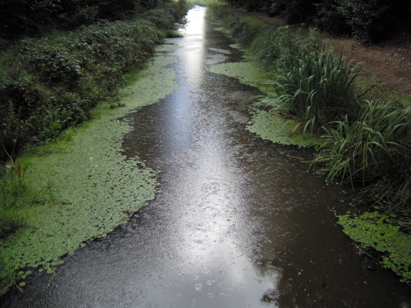 Regen klatert in de Loop