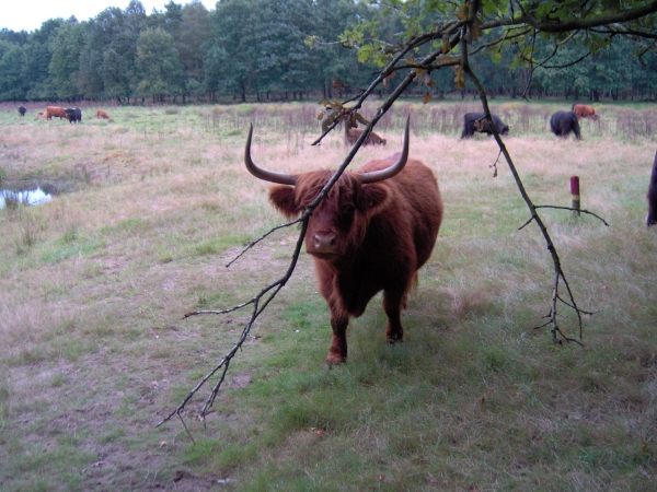 Hooglanders bezetten mijn reisdoel