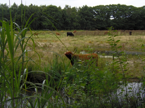 Hooglander: geen brug te ver