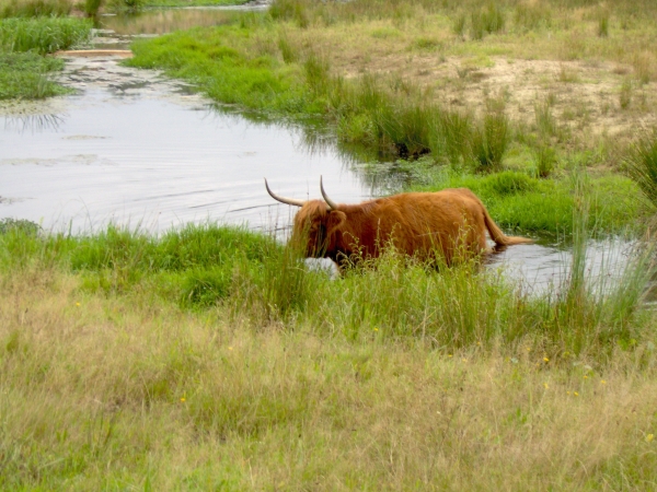 Dezelfde hooglander, nu in laag water