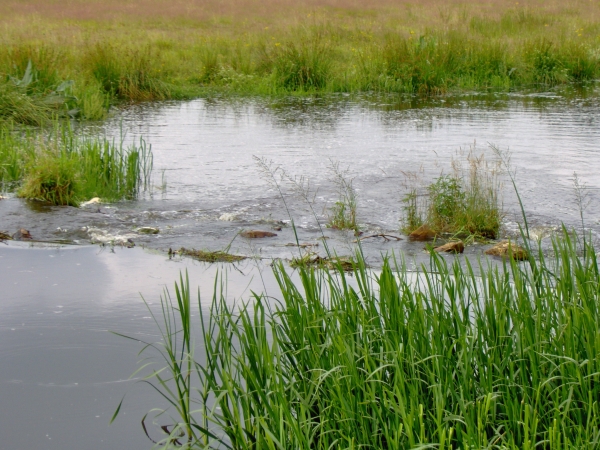 de woeste loop