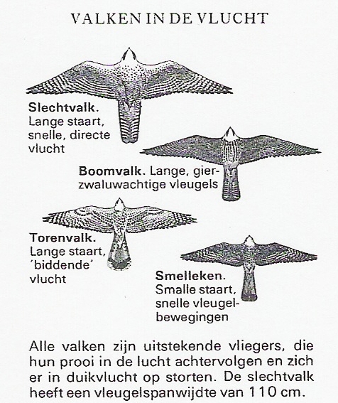 Valkenvlucht