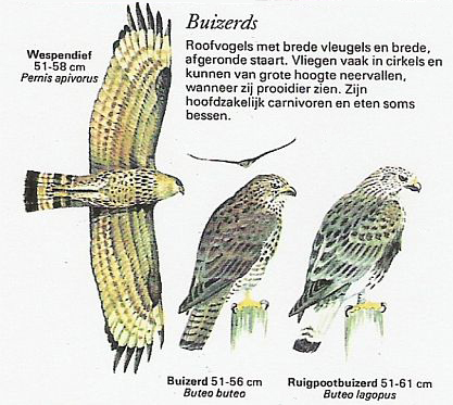 Buizerd